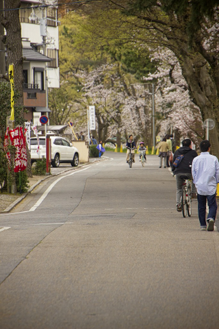 Illustration for article titled Random Walk Around My Place #2: Sakura Edition